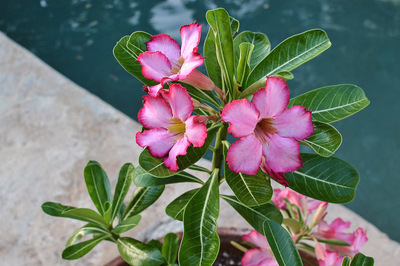 Adenium obesum